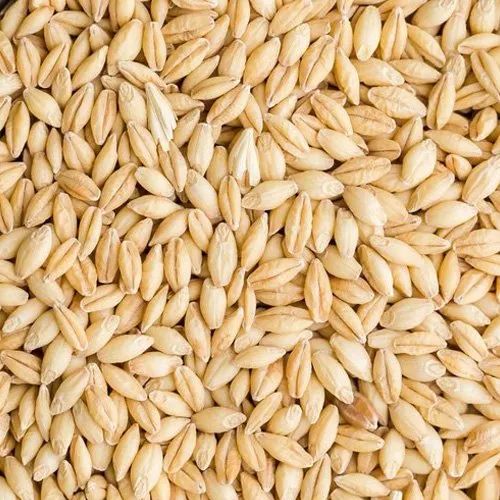 Barley Wheat Seeds
