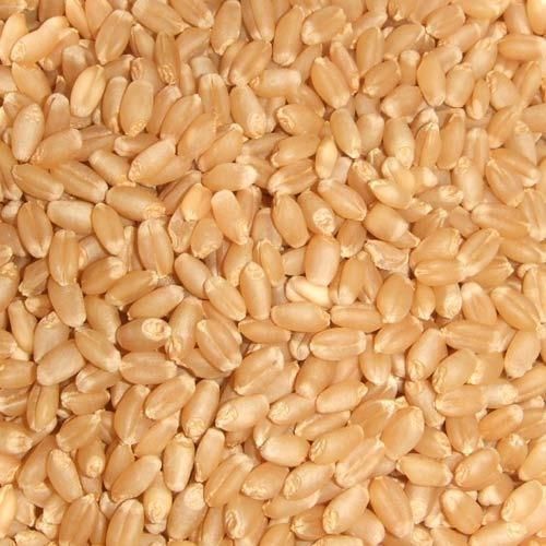 Fresh Wheat Seeds, Feature : Natural Test