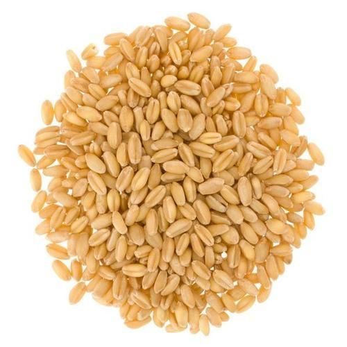 Hard Wheat Seeds, Packaging Type : Jute Bag
