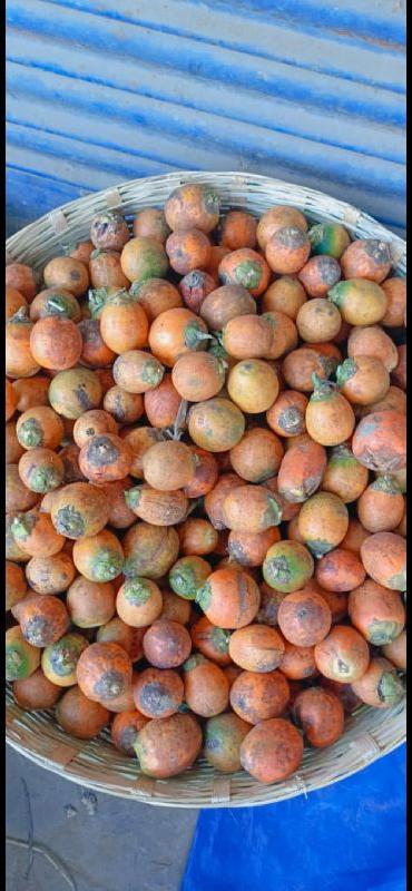 Organic raw betel nut, for Gutka / Paan masala, Feature : Good Quality