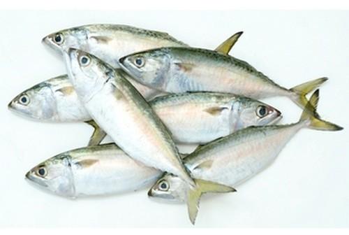 Bangada Fish