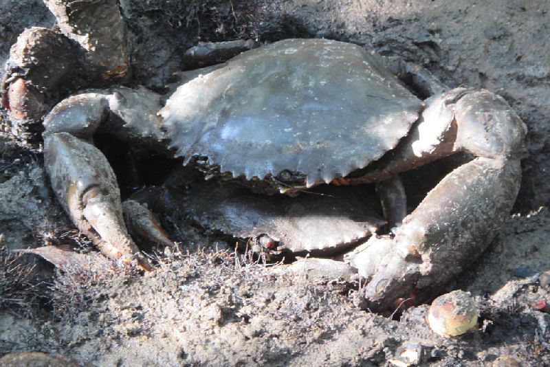 Large Mud Crab, for Food, Human Consumption, Style : Live
