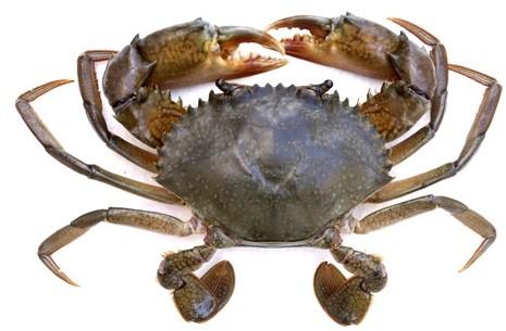 Medium Mud Crab