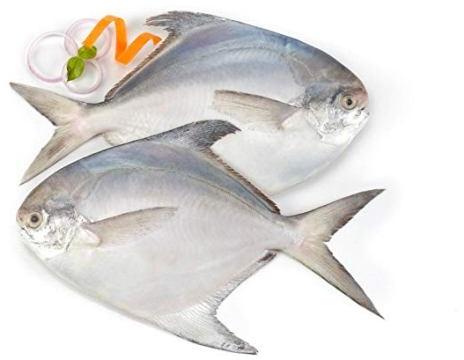 Medium Pomfret Fish, for Food, Human Consumption, Style : Fresh
