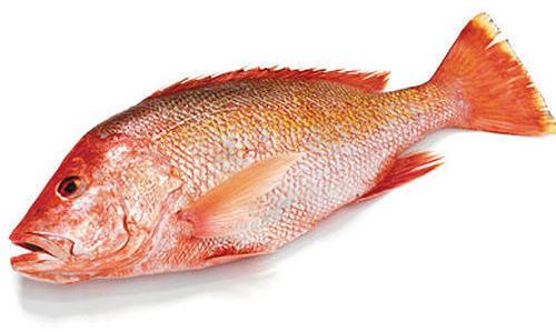 red snapper fish