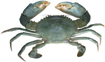 Regular Mud Crab