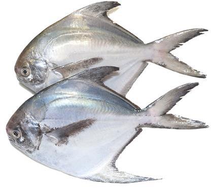 Regular Pomfret Fish, for Food, Human Consumption, Style : Fresh