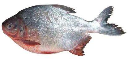 Rupchand Fish