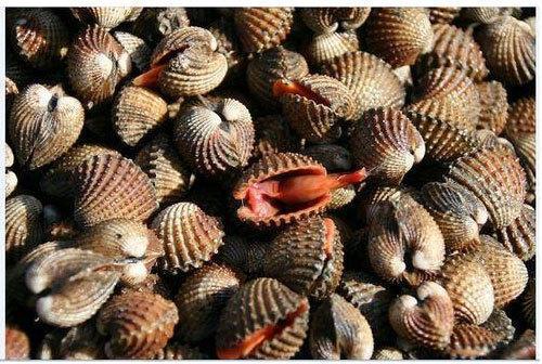 Sea Clams, for Restaurant, Style : Fresh