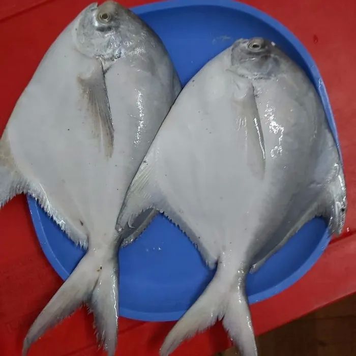 Super Pomfret Fish