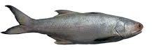 Whole Rawas Fish, for Hotel, Restaurant, Style : Fresh