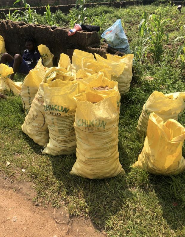 Rollingstone farming worldwide limited in Dubai Exporter of Irish