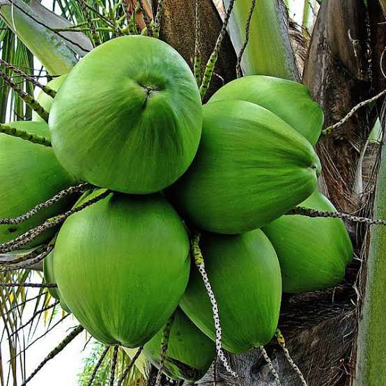 Coconut, Certification : Proprietorship