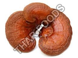 Ganoderma Mushroom, for Cooking, Oil Extraction, Packaging Type : Plastic Bag, Polythene Bag