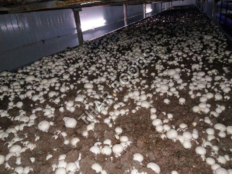 Mushroom Cultivation Training