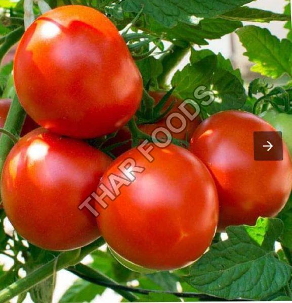 fresh tomato