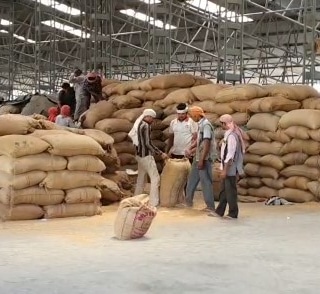 wheat, for Roti, Khakhara, Chapati, Packaging Type : PP Bags, Jute Bags
