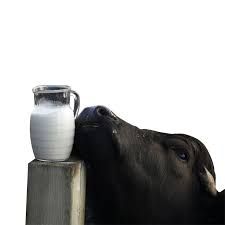 Buffalo milk, Form : Liquid
