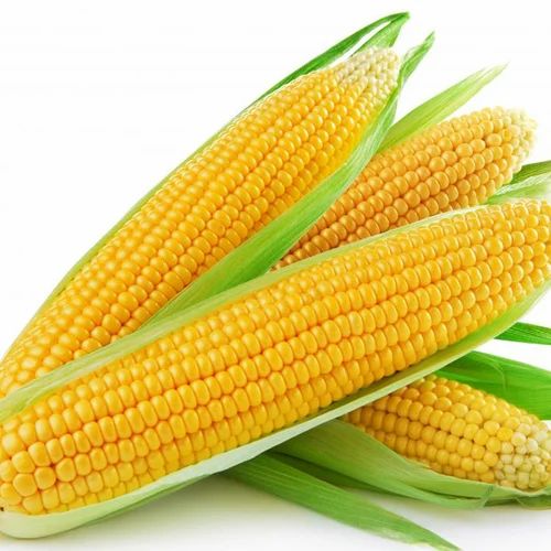 Round yellow corn, for Making Popcorn, Flour, Style : Fresh