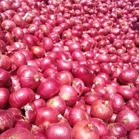 Round Fresh Nashik Onion, for Cooking, Style : Natural