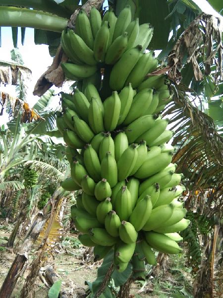 Common Fresh Banana Karpooravalli, Feature : Good Taste, Healthy ...