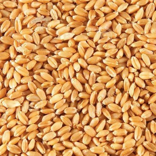 Wheat seed, Feature : Purity, Non Harmul, Healthy