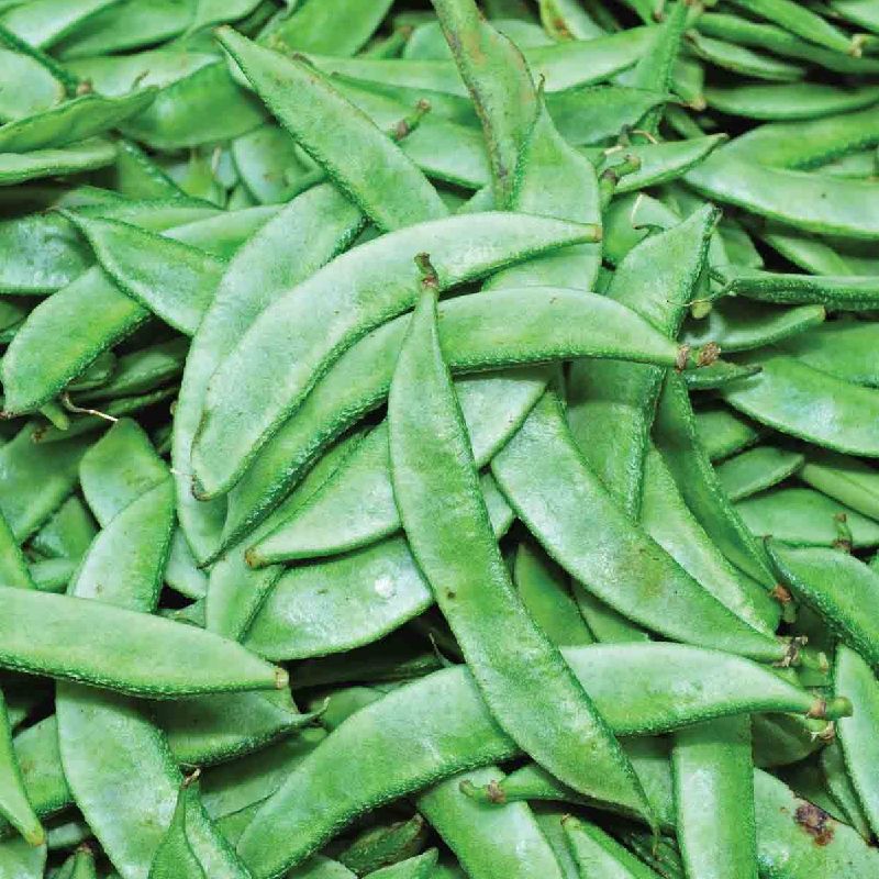 Organic Fresh Broad Beans, for Cooking, Packaging Size : 50 Kg