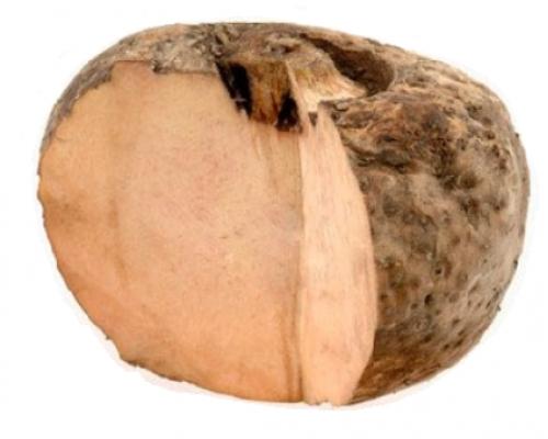 Organic Fresh Elephant Foot Yam, for Human Consumption, Packaging Size : 25kg