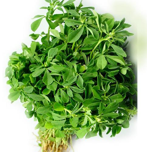 Fresh Fenugreek Leaves, Feature : Exceptional Packaging