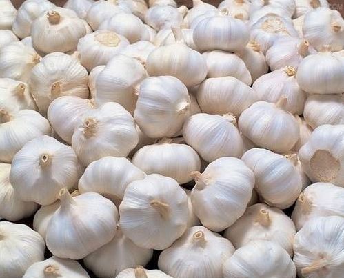 Organic fresh garlic, for Human Consumption, Packaging Type : Jute Bags