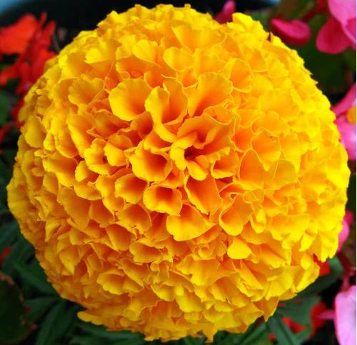 Fresh Marigold Flowers