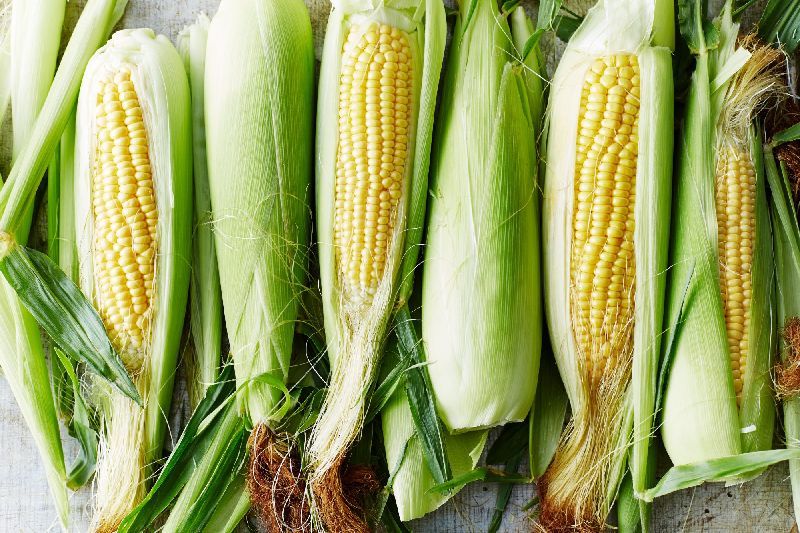 Organic Fresh Yellow Corn, for Making Popcorn, Human Food, Animal Food, Packaging Type : Jute Bag