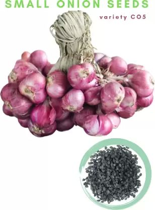 Organic CO-5 Onion Seeds, Packaging Size : 5-10kg