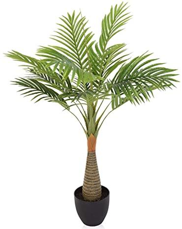Bottle Palm Plant, Age : 0-1yr