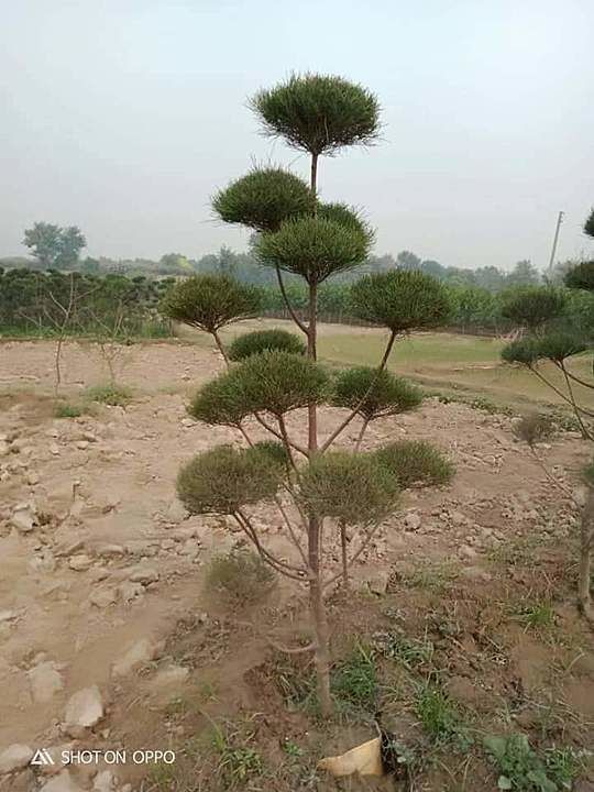 Casuarina Tapori Plant, for Gardening, Packaging Type : Plastic Pouch