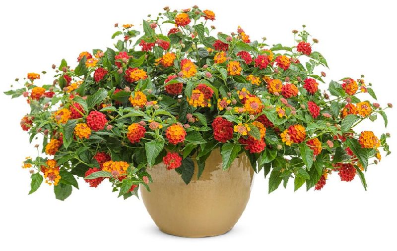 Lantana Plant, for Decoration, Gardening, Packaging Type : Plastic Bag