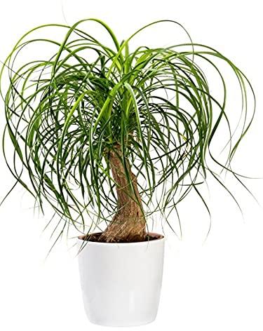 Ponytail Palm Plant, Feature : Eco-friendly