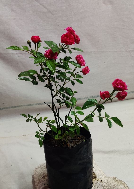 Organic Rose Plant, Feature : Natural Fragrance