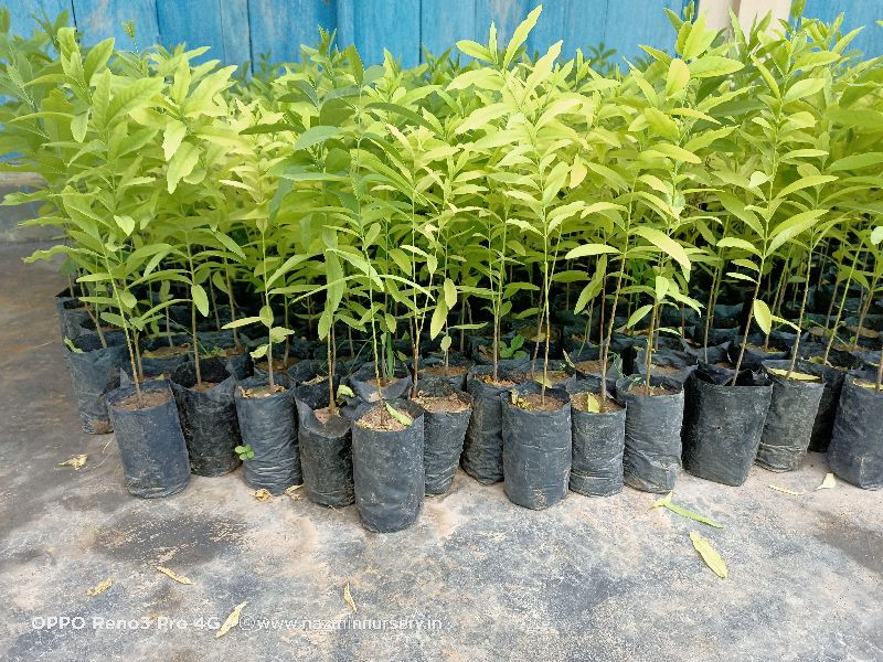 Round White Sandalwood Plants, for Idols, Color : Brown