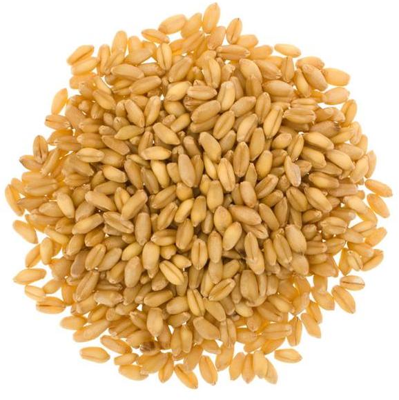 Organic Wheat Seeds, Shelf Life : 1Year