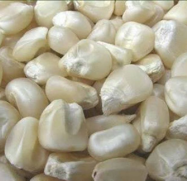 Round White Maize ( Makai), for Human Food, Style : Fresh