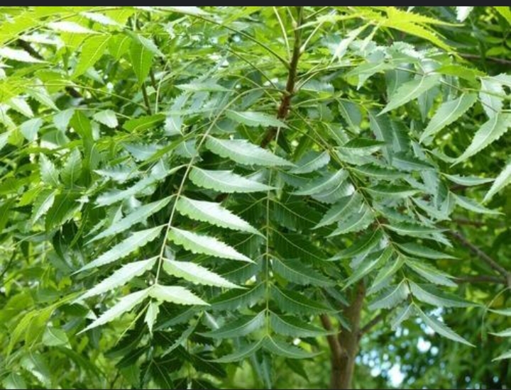 Common Neem leaves, for Cosmetic, Medicine