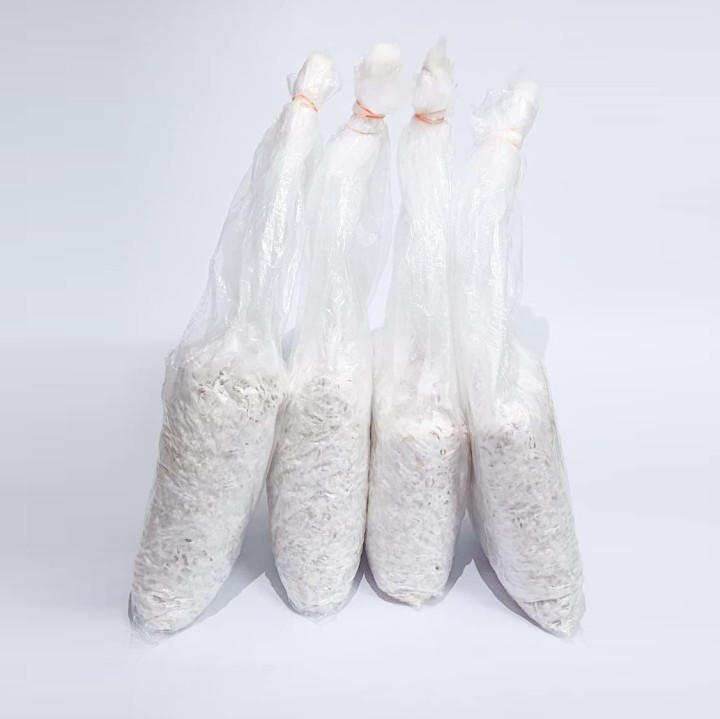 Natural Common oyster mushrooms spawn, Packaging Type : Plastic Bag