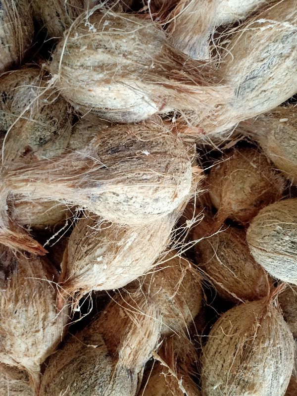 Common semi husked coconuts, Packaging Type : Gunny Bags, Jute Bags, Plastic Sack