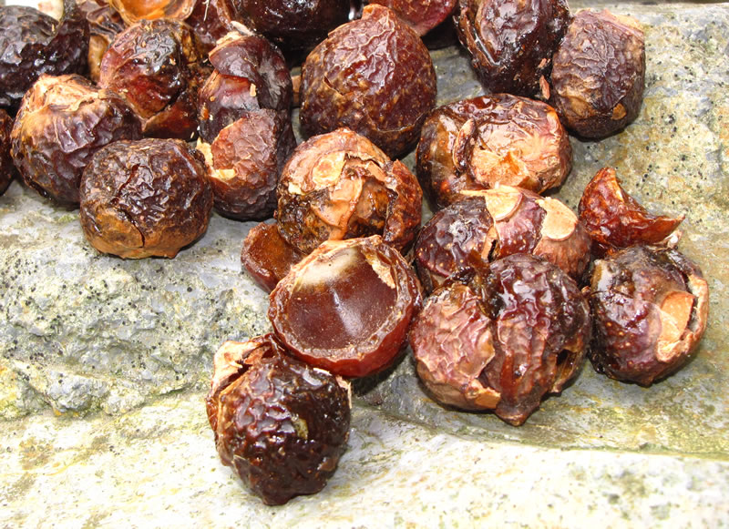 Dried Soap Nuts, for Washing Cloths, Protein Shampoo, Cleansing Lotion, Packaging Type : PP Bags