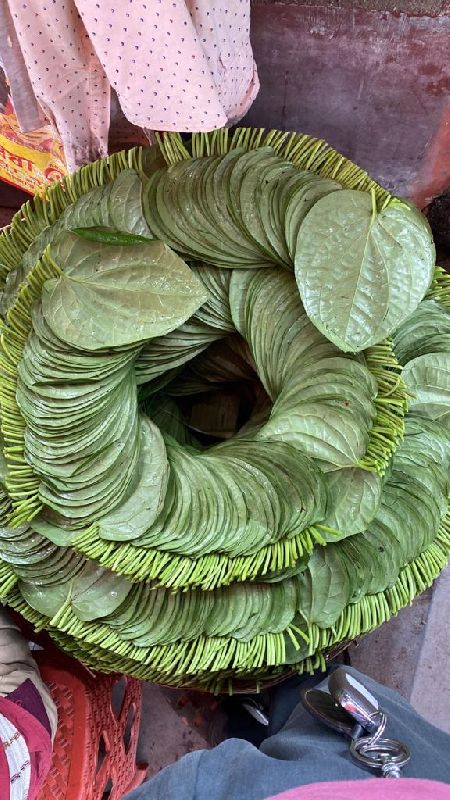 Common betel leaf, for Eating, Human Consumption