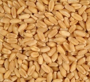 Organic Durum Wheat Seeds, Style : Dried