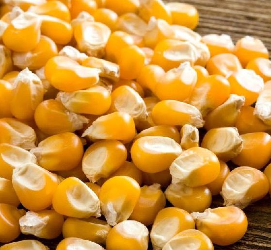 Organic yellow maize seeds, Style : Dried