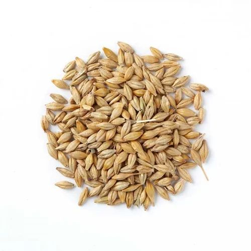 barley seeds