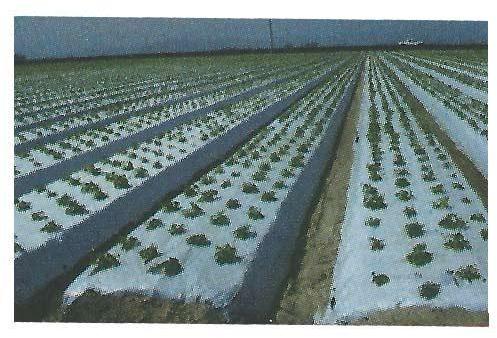 Mulch film, for Agricultural Farms, Feature : Durable, Uv Stabilised